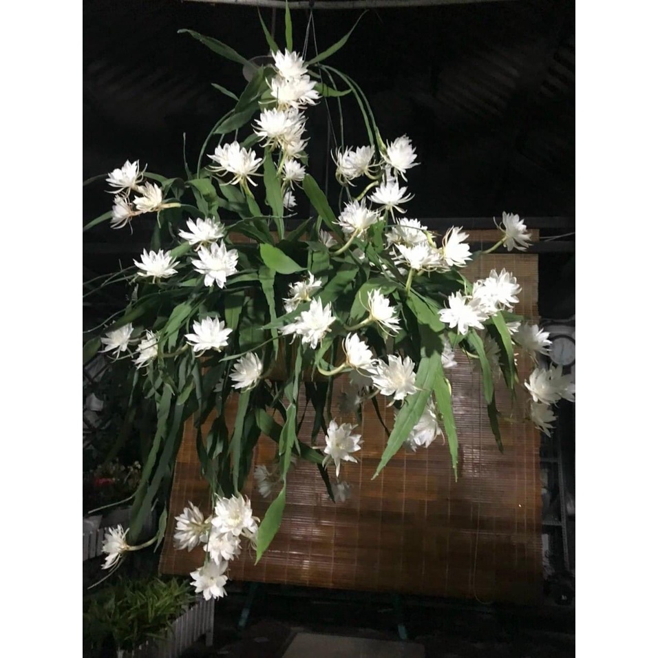 Cây giống Nhật Quỳnh trắng hoa lớn