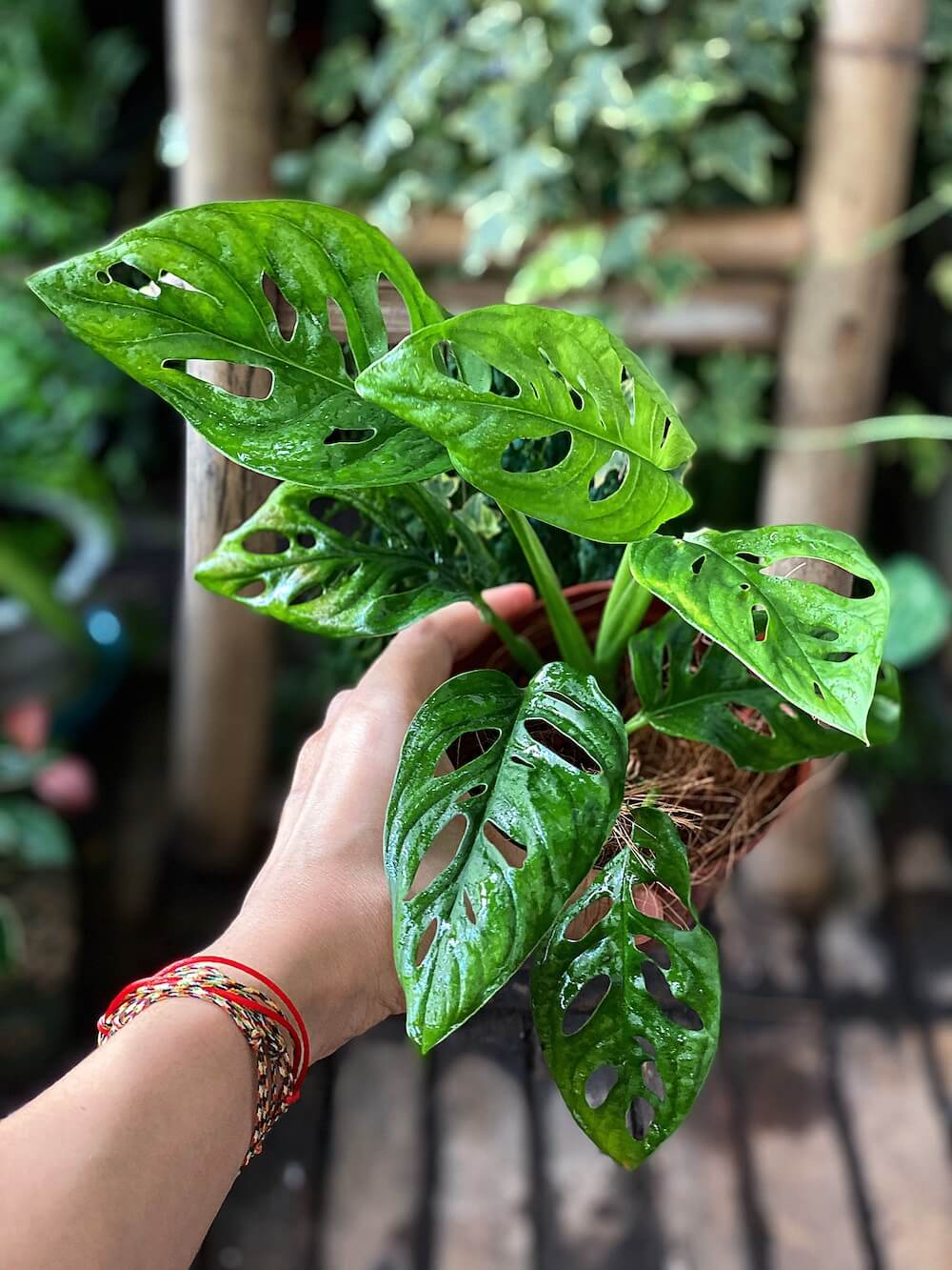 Cây Monstera adansonii Five Holes (Trầu Bà Lỗ, Quái Vật Lỗ) chậu nhựa