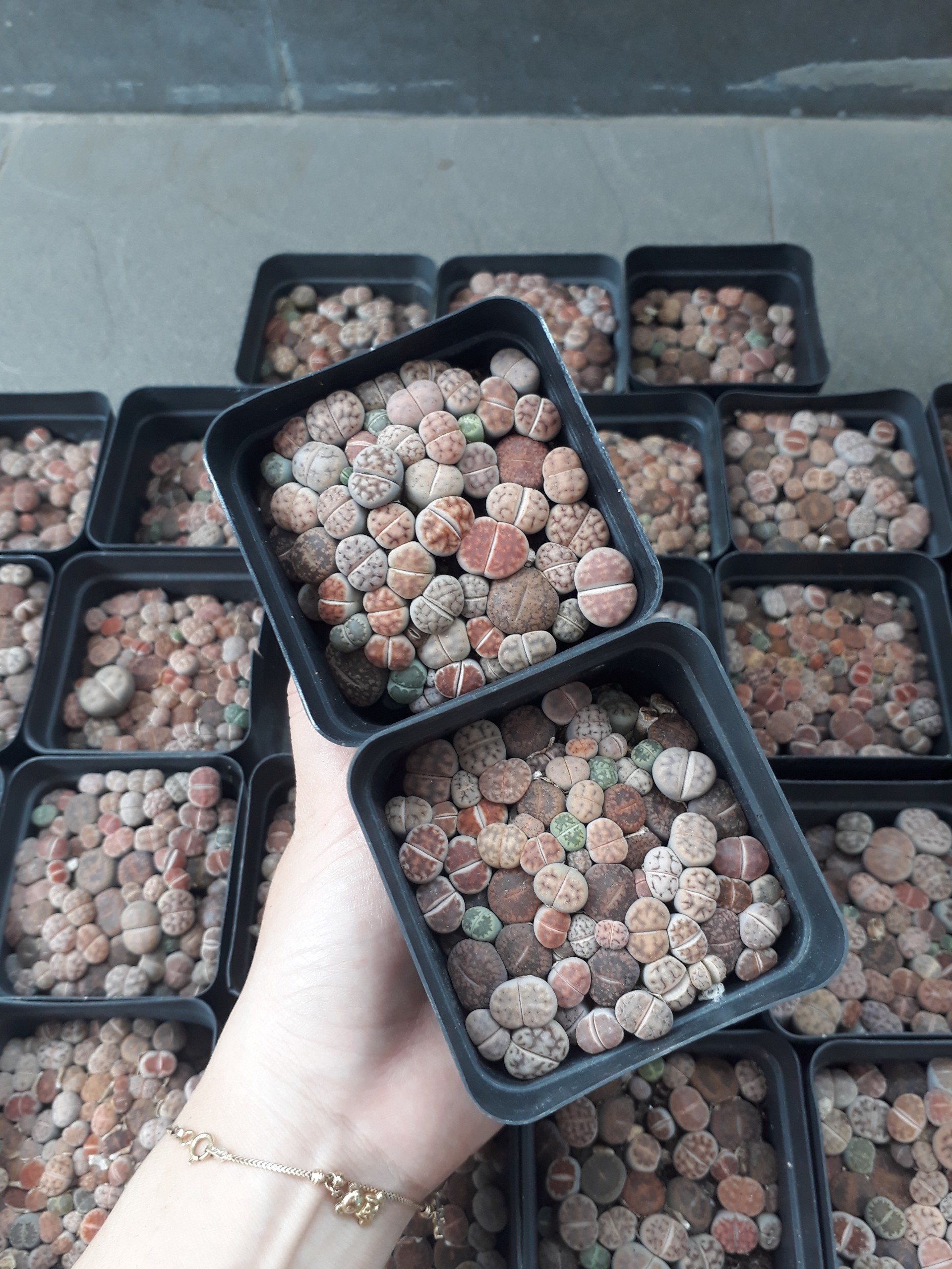 Sen Mông Baby Mix Nhiều Màu Chậu 7cm (Sen Mông/Lithops/Thạch Lan)