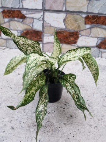Cây Ngọc Ngân chậu nhựa