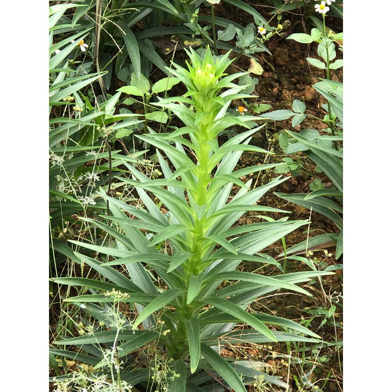 Giống  củ hoa loa kèn trắng (hoa huệ tây)