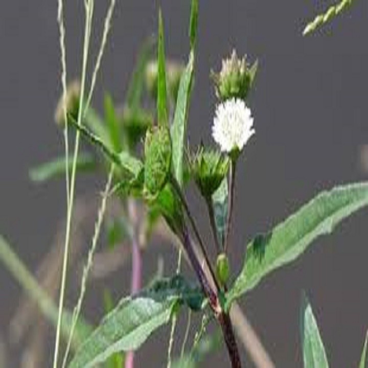 CHẬU CÂY CỎ MỰC ( CÂY NHỌ NỒI)