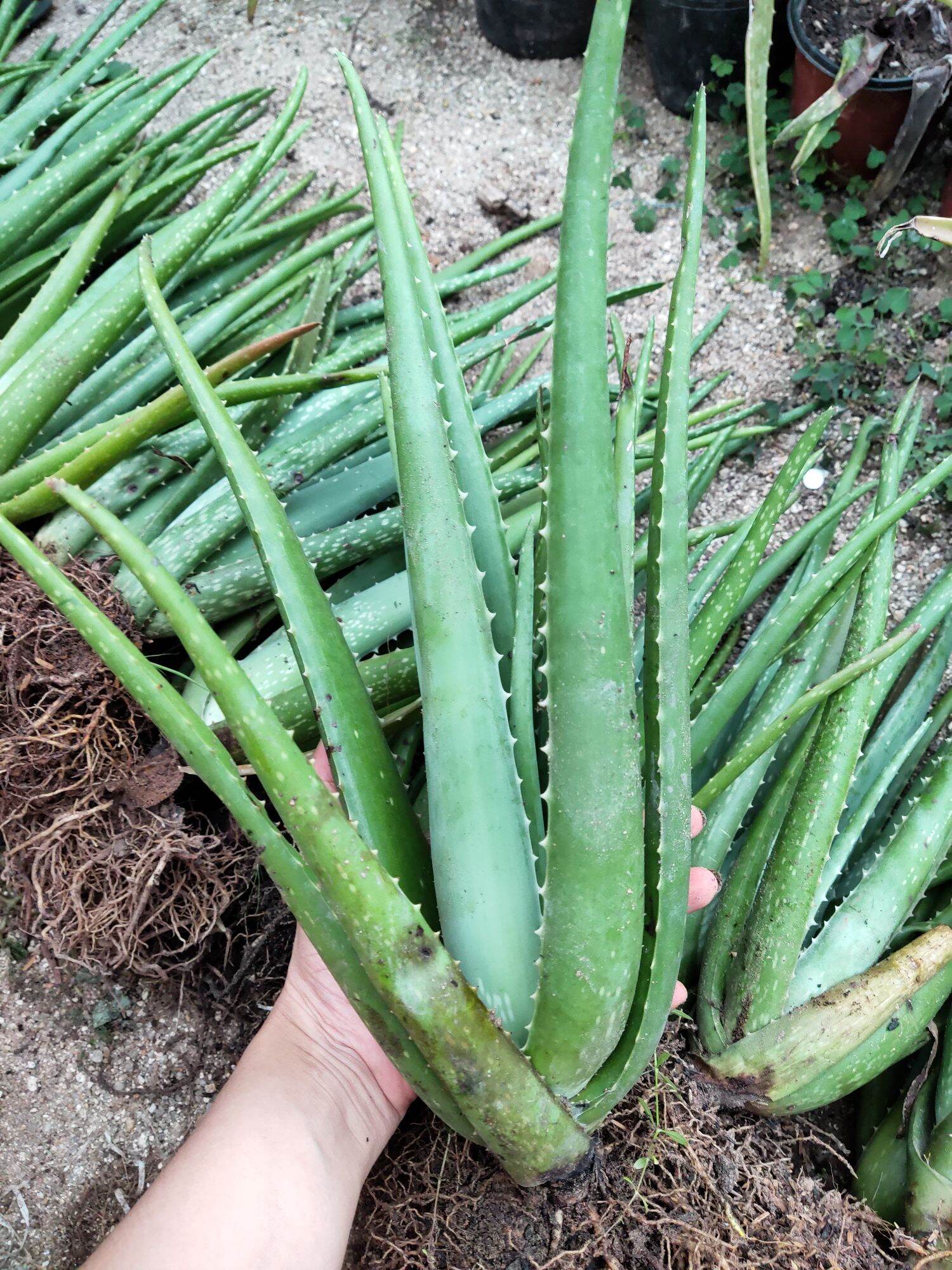 5 Cây nha đam mỹ bẹ siêu to đẹp