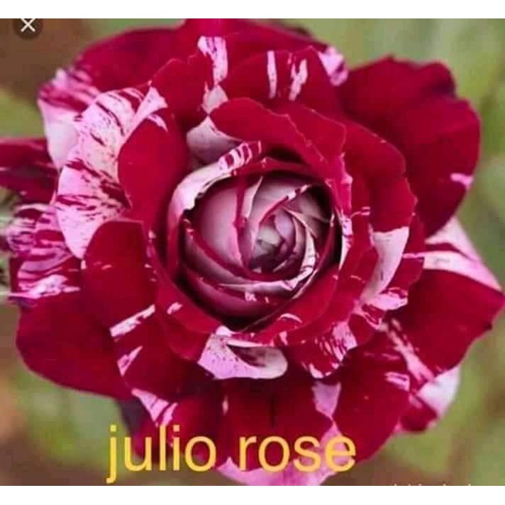 Cành Chiết Hoa Hồng Ngoại Julio. (Giống Hoa Hồng)