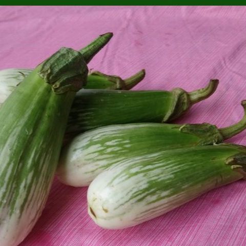 0.5GRAM HẠT GIỐNG CÀ PHỔI SỌC LEM