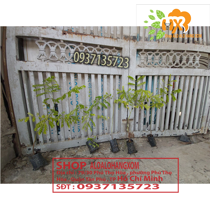 combo 5 cây cẩm lai cây giống