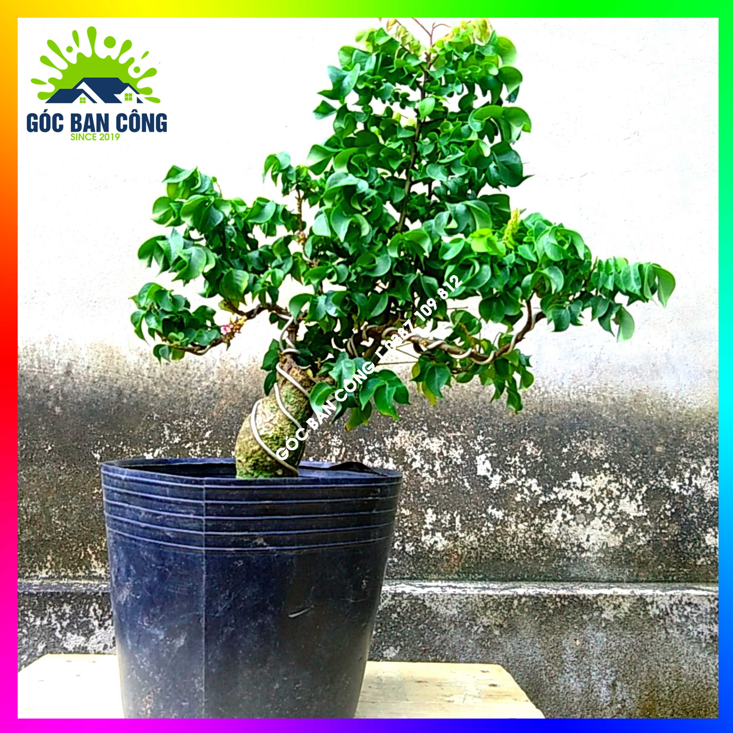 Cây Khế Bonsai Mini Gốc Quái - KBS05