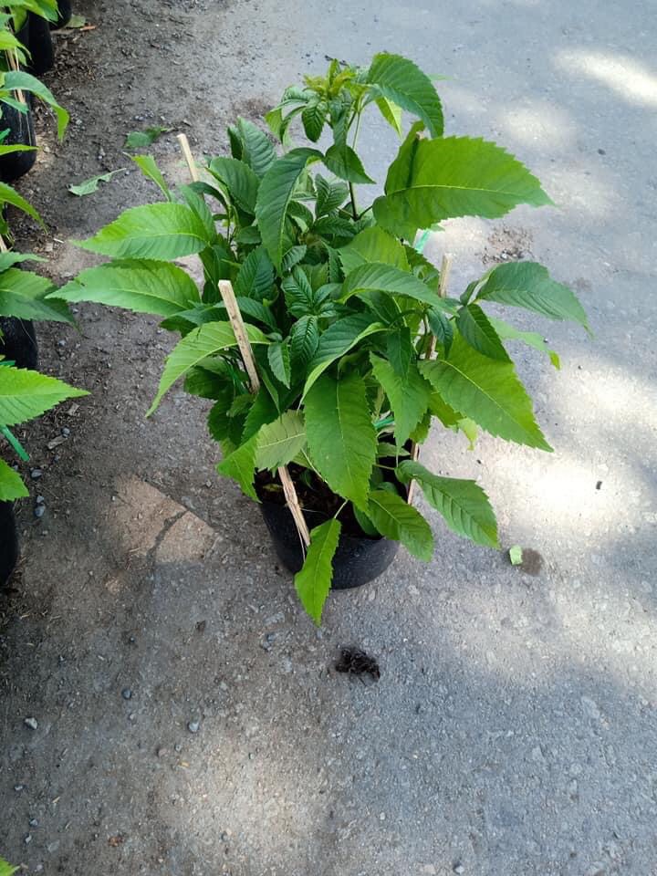 Cay hoa hoàng Yến + tặng phân bón