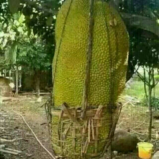 cây mít malaysia lớn, cây đẹp 3-6 tháng cho quả