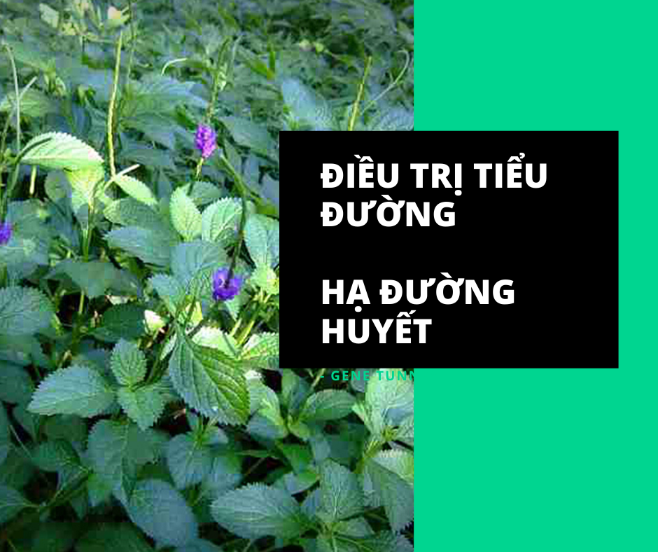 Cây Đuôi chuột khô [1KG] Hàng sạch đẹp