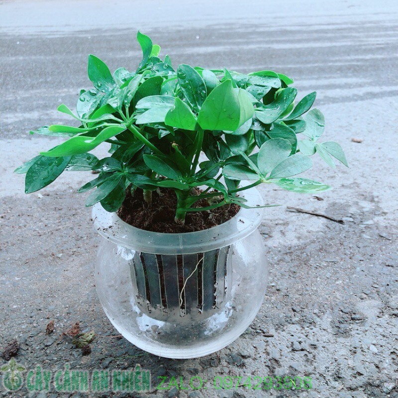 Ngũ gia bì trồng thuỷ sinh