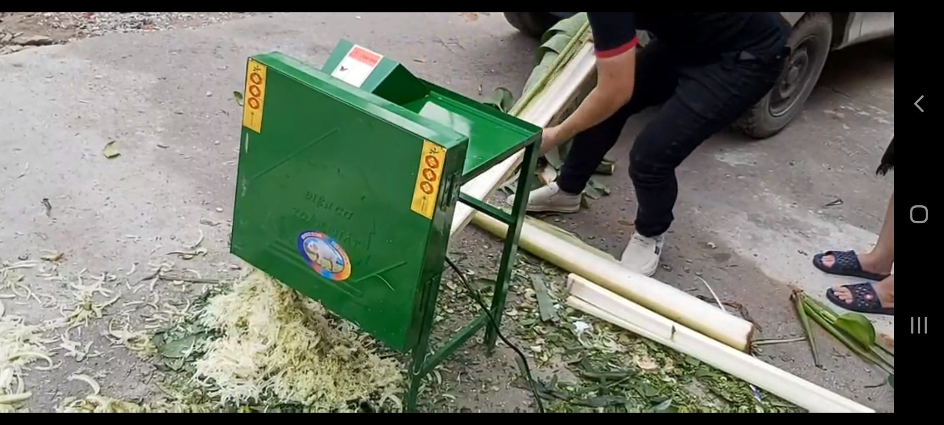 Máy thái chuối băm cỏ cho bò tại Thái Bình