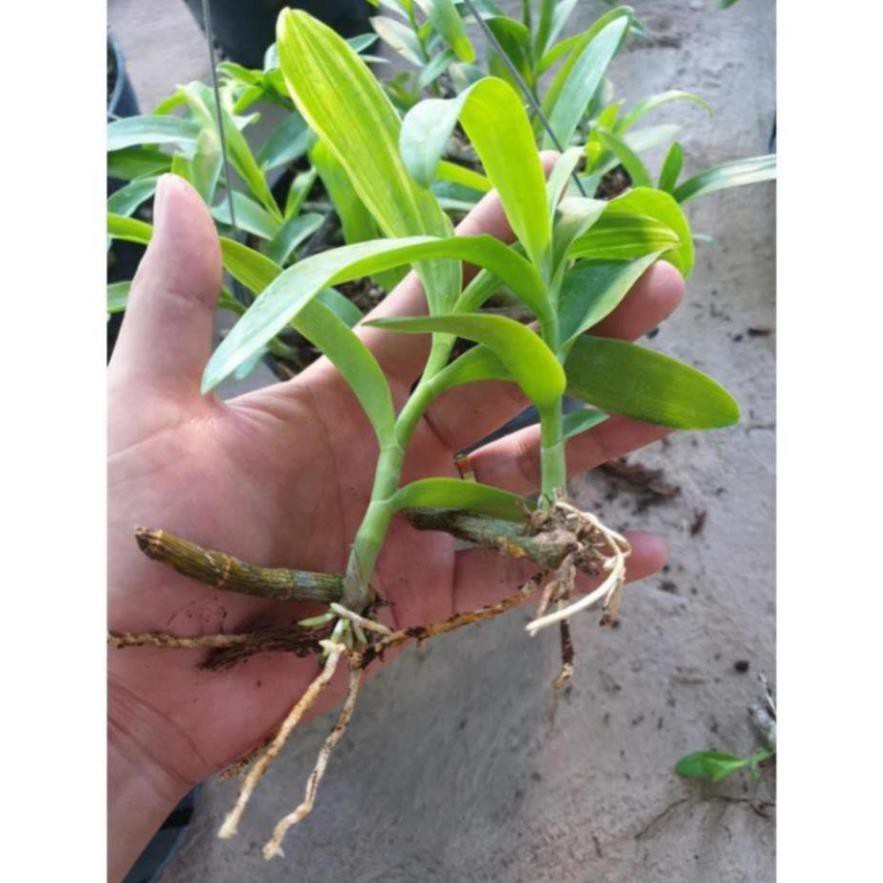 Lan trầm rừng  hiếm hàng ki bóc rừng