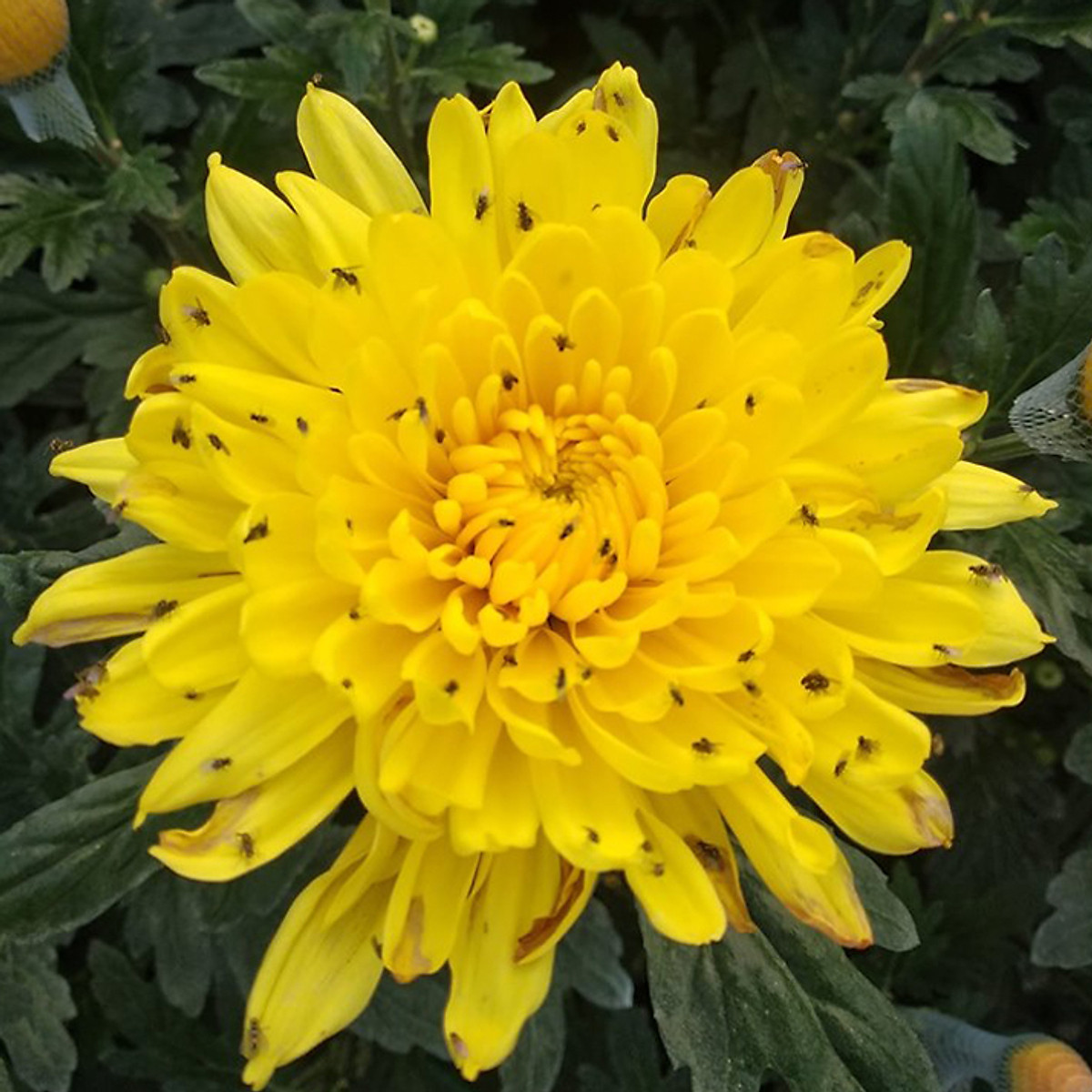 [HCM]Bẫy Ruồi Bằng Keo Dính Vàng Sinh Học Israel Cuộn 10 Mét Trải Nghiệm. Hiệu Sticky Yellow Roll là Keo Dính Vàng 2 Mặt Israel (RỘNG 18CM X DÀI 10M) Nhập Khẩu Israel