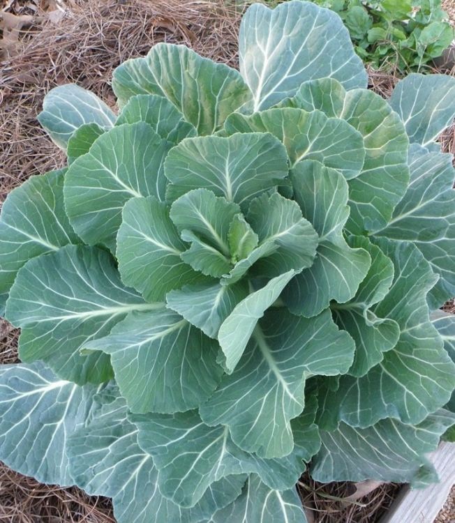 Mustard Greens Seeds (Mustard Greens) 10 Gram Package