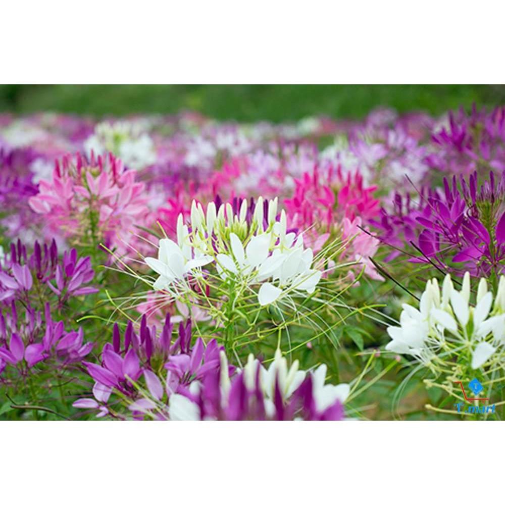 Hạt Giống Hoa Hồng Ri Nhiều Màu (Hoa Túy Điệp) Bông To, Nở Rộ Quanh Năm