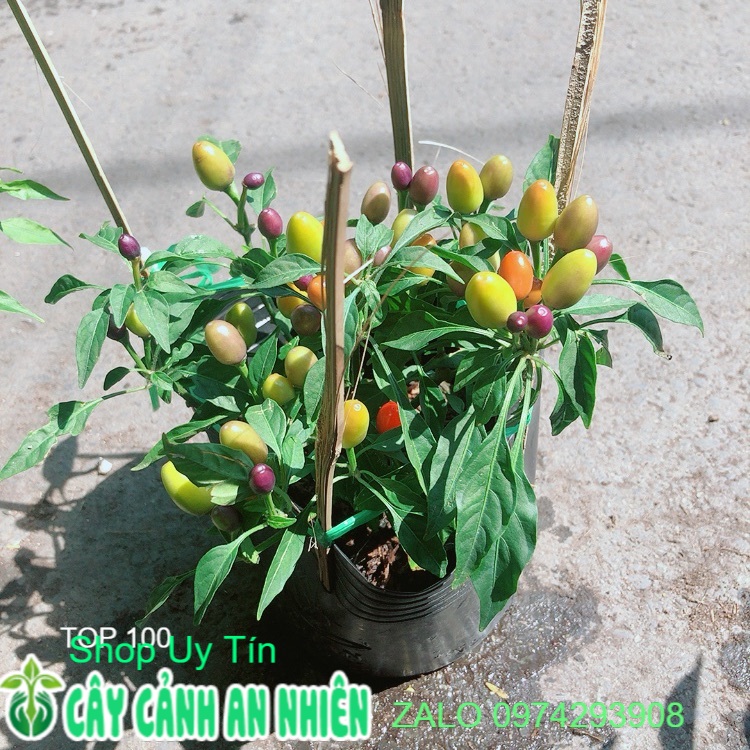 Ớt ngũ sắc