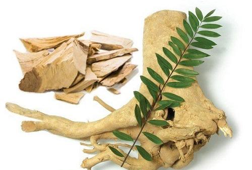 Cây mật nhân 1kg