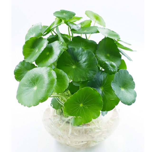 Hạt giống cây cỏ đồng tiền - 50 hạt/gói
