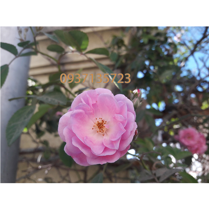 COMBO 5 CÂY HOA HỒNG TẦM XUÂN CON