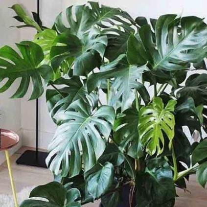 Cây đẹp, Trầu bà Lá Xẻ Nam Mỹ (Monstera deliciosa)