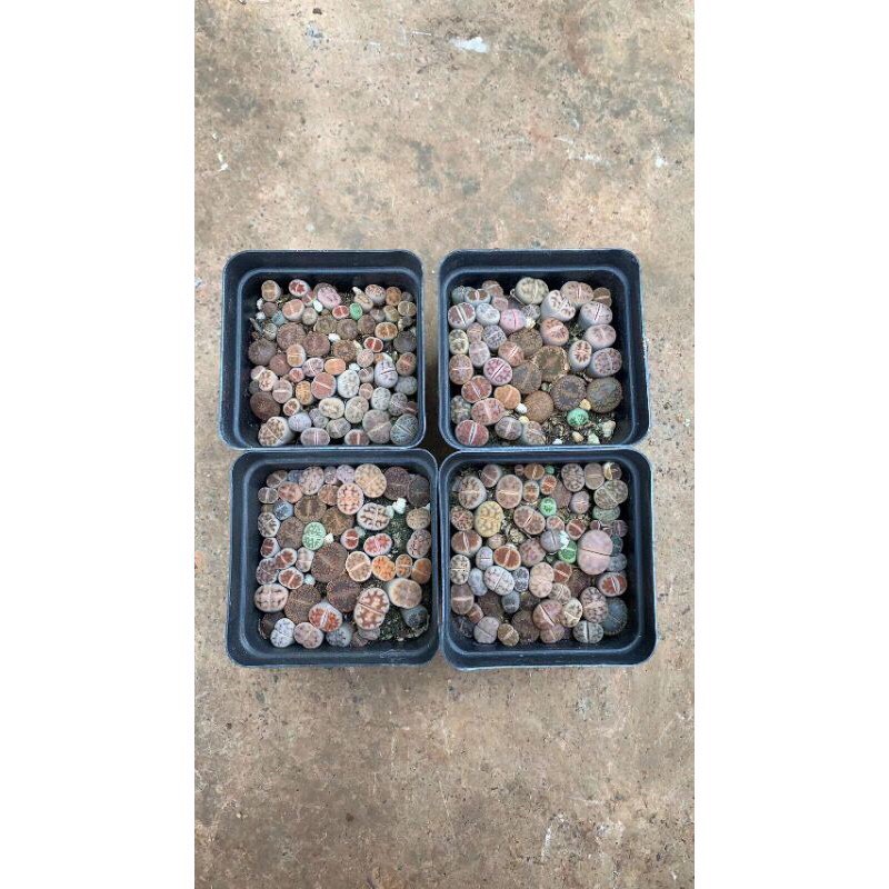 cây sen đá mông sen đá lithops thạch lan size nhỏ