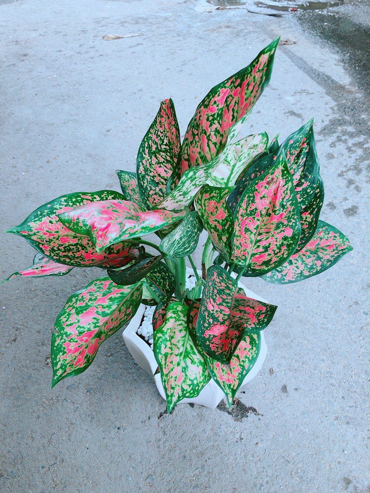 Chậu Vạn Lộc