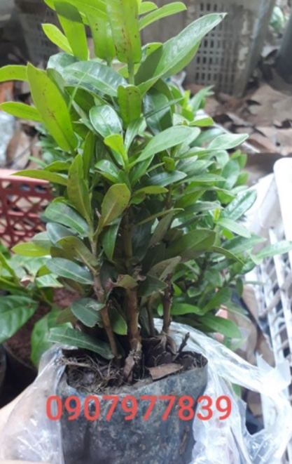 Chậu Hoa Mẫu Đơn 5 Màu (bông trang giao chậu hình cuối)