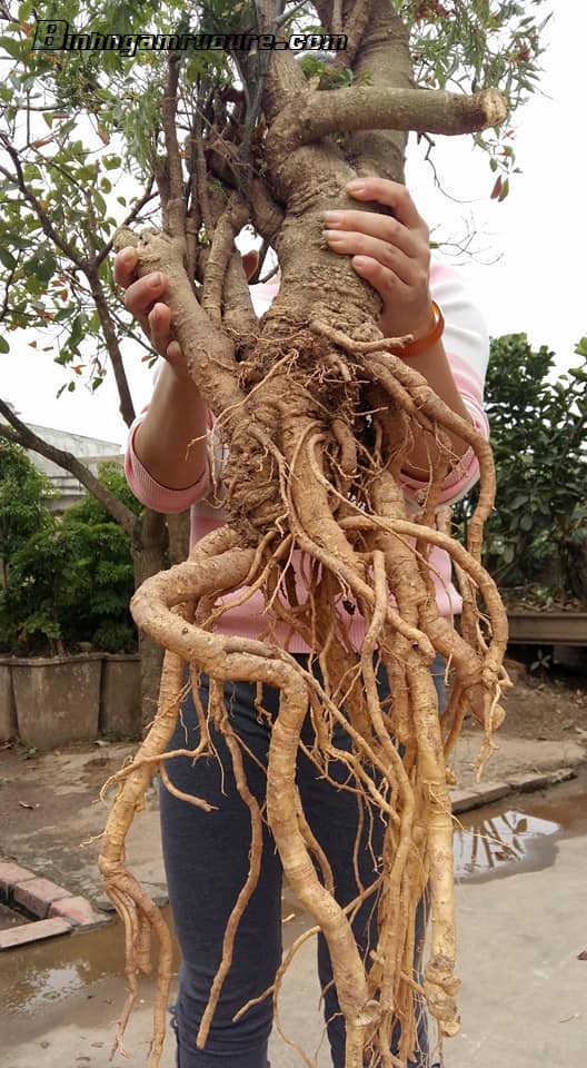 [CHÍNH HẢNG] củ đinh lăng tươi loại nguyên củ 5kg