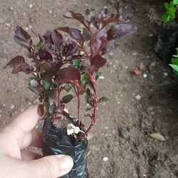 Combo 7 bầu giống rau dền nhật bổ dưỡng - Tặng cây sâm đất