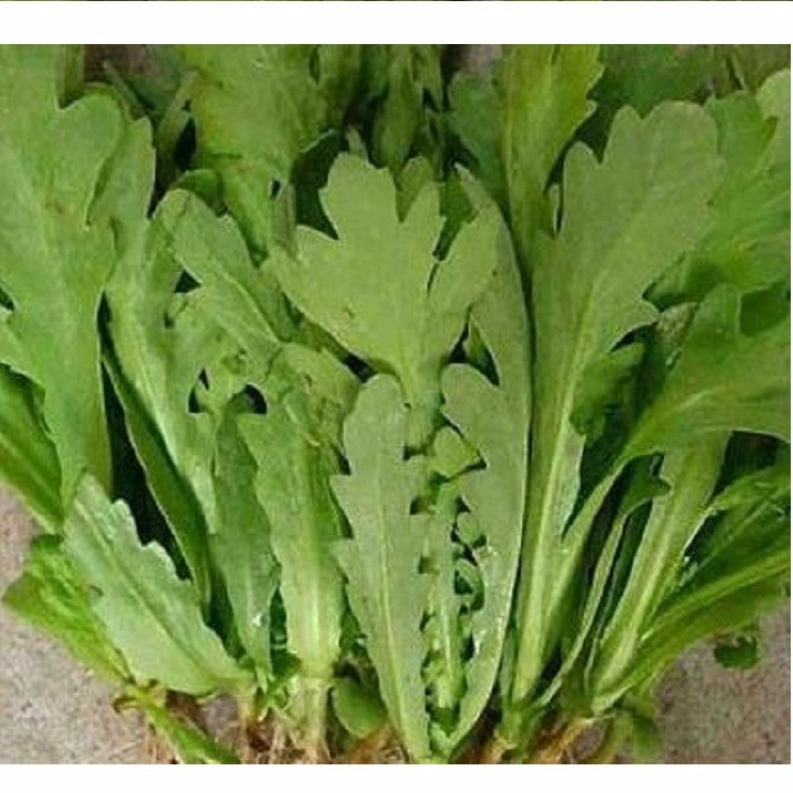 Hạt giống rau cúc nếp (tần ô) gói 20gr
