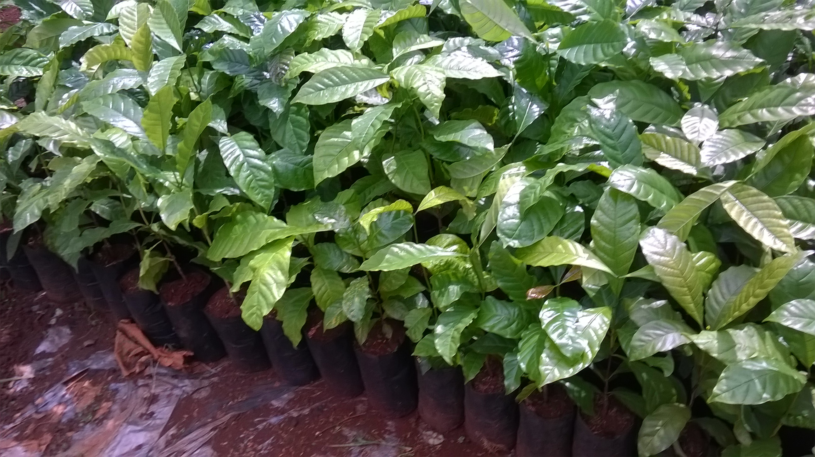 Cây giống Cà Phê TR4 bầu to(CÂY GHÉP cây cao đẹp như hình ).