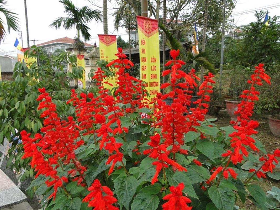 Hạt giống hoa Xác pháo mix