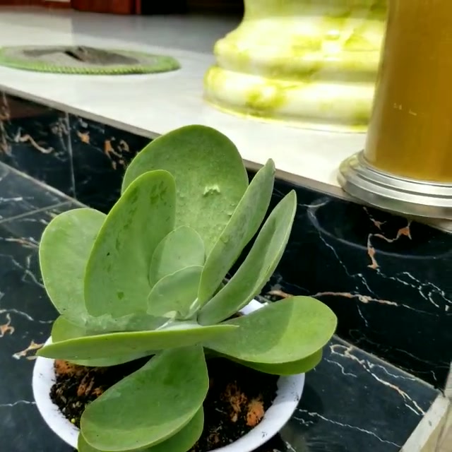 Sen đá cánh bướm rẻ bền (cánh bao đẹp)