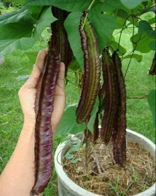 Hạt giống đậu rồng tím