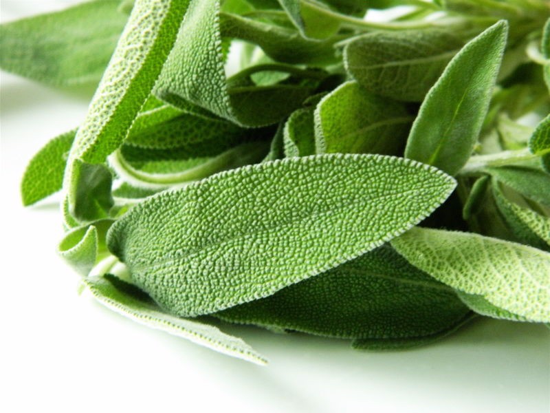 Hạt Giống Cây Xô Thơm (Sage) Chịu Nhiệt Tốt, Thu Hoạch Lâu Năm (Gói 20 hạt)