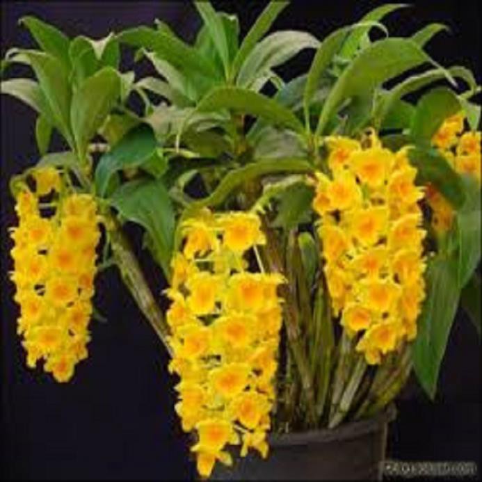 [FREESHIP - Xả Khô Máu] Hoa phong lan - kiều dẹt (khóm 3 cây,cao 35cm, bộ rễ khỏe)+ 700g phân thỏ hữu cơ