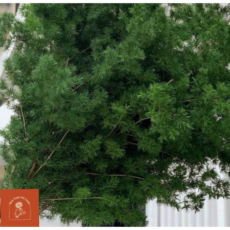 Cây tùng nho trồng cắt cành