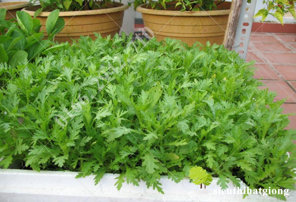 Hạt Giống Cải Cúc Tẻ LUCKY SEEDS
