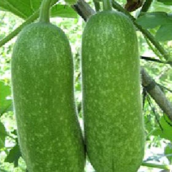 Hạt giống bí đao chanh siêu trái(gói 10 hạt)