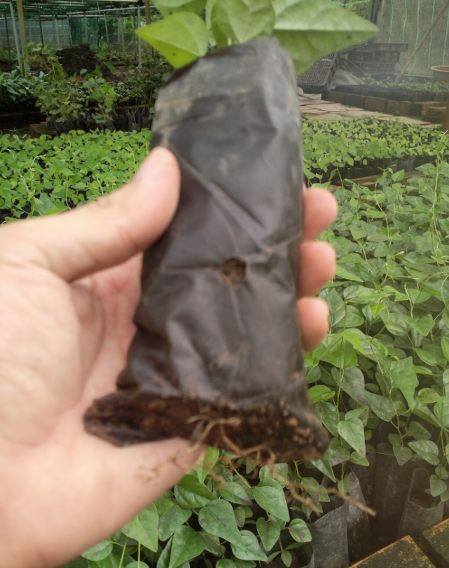 Combo 3 Cây giống Sương Sâm Trơn