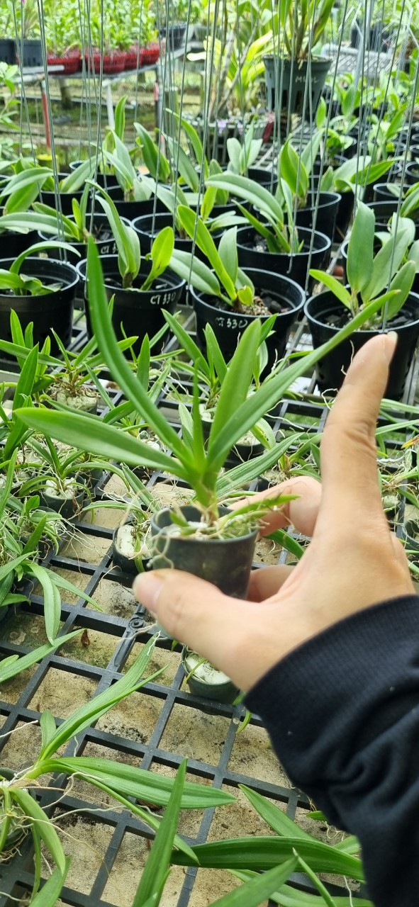Hoa lan Vũ nữ peru size cây giống