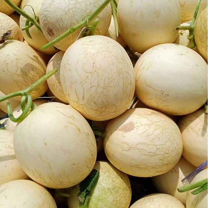 DƯA ĐỎ NỮ THẦN MẶT TRỜI (CANTALOUPE )