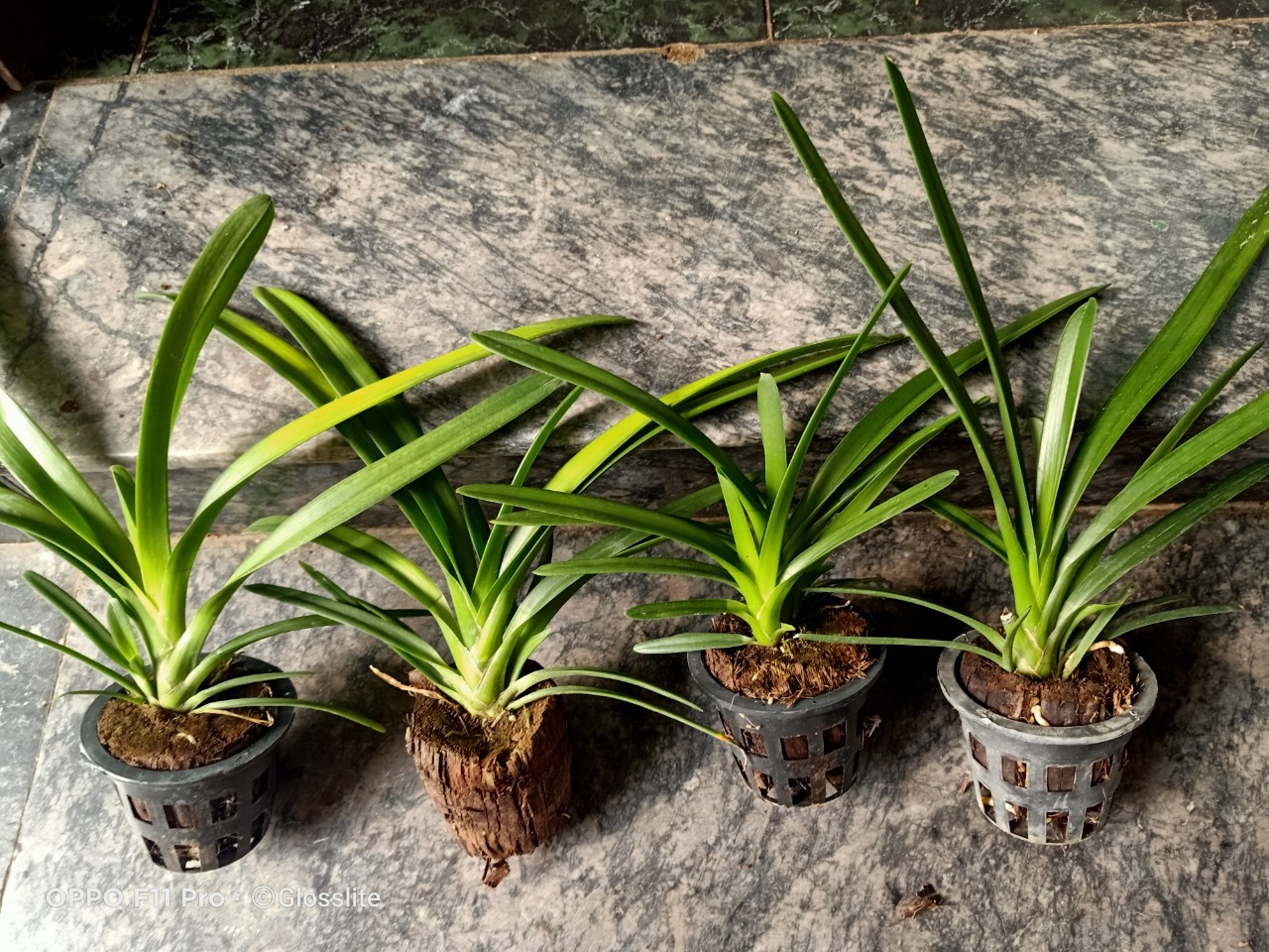 Lan Giống Kiem Jindamanee Tự Thụ cây 52