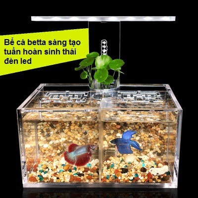 Bể cá betta 2 ngăn trong suốt