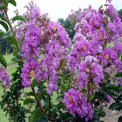 cây giống bằng lăng tím, cây cao 40-60cm