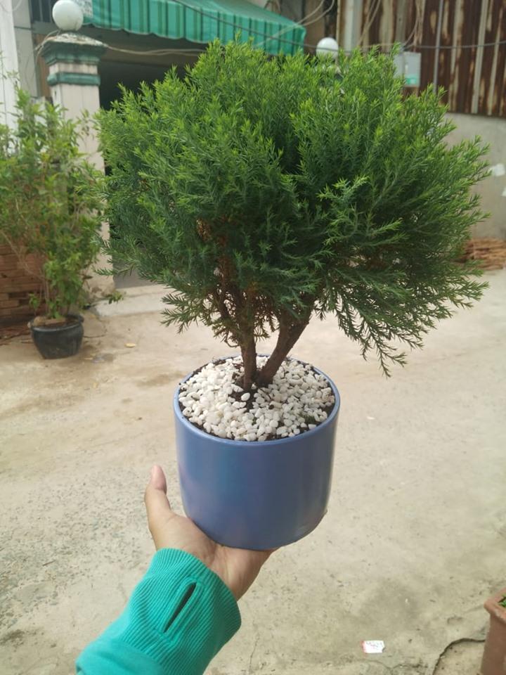 TÙNG BỒNG LAI LỚN