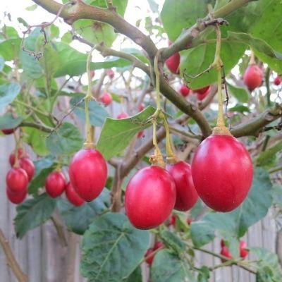 10h Hạt Giống Cà Chua Thân Gỗ Tamarillo Đỏ