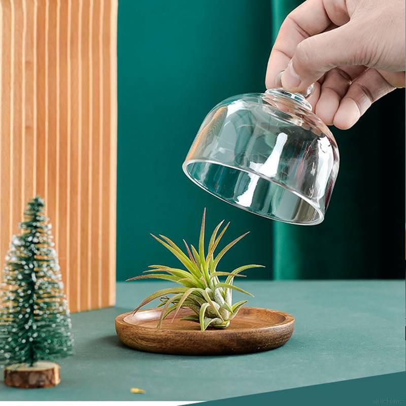 Khay đựng món tráng miệng có nắp đậy bằng thủy tinh