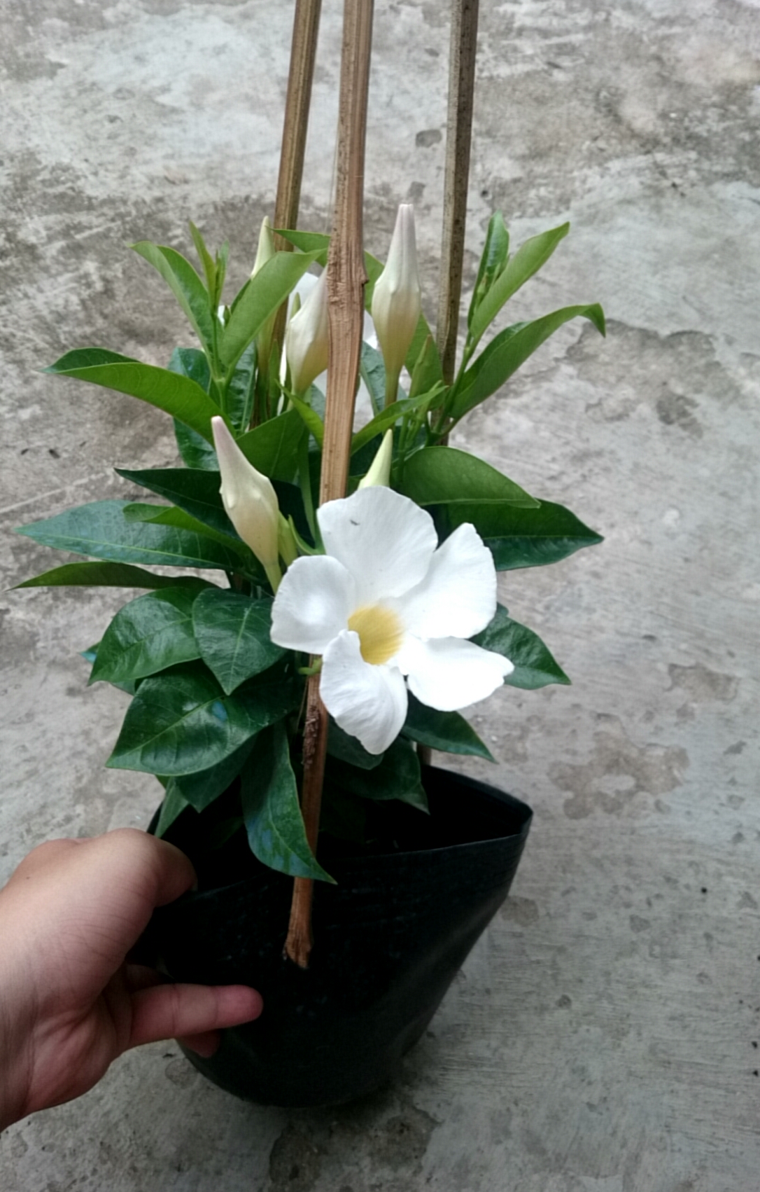 Combo 4 cây huỳnh anh ( cây huỳnh anh vàng + huỳnh anh đỏ + huỳnh anh trắng + huỳnh anh tím ) - caykiengsadec